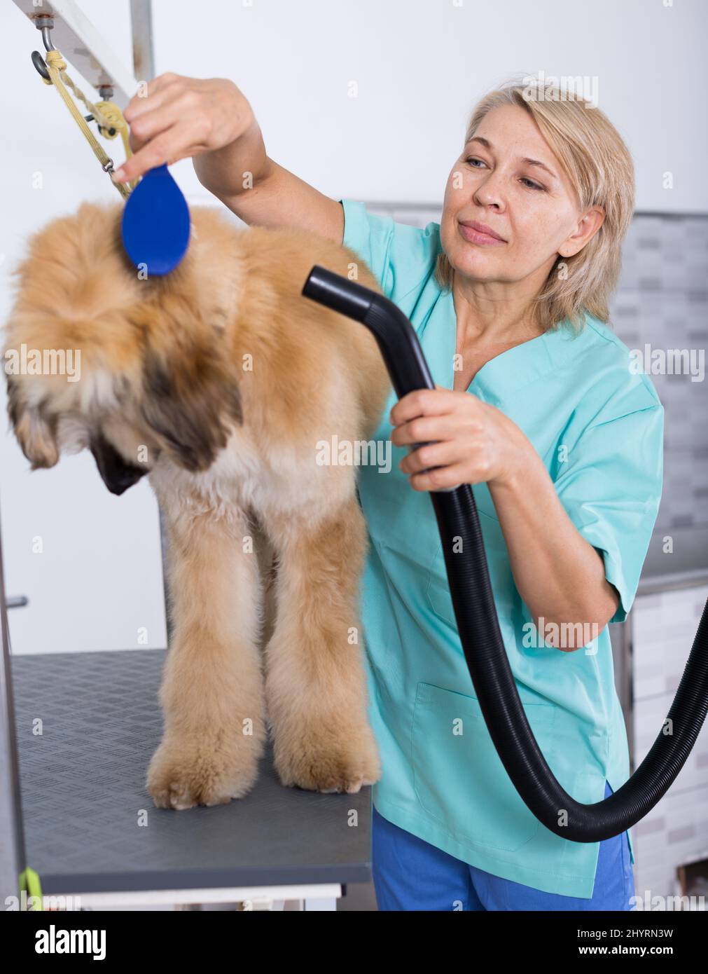 Parrucchiere professionale asciuga i capelli da fen cane pelliccia afghano cane cane cane in parrucchiere per animale Foto Stock
