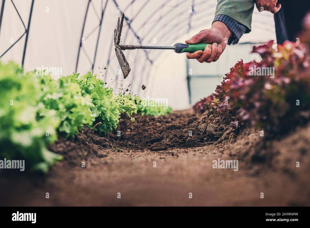 Il contadino si prende cura di insalate di lattuga, verdure idroponiche biologiche in serra giardino. Piantando giardino vegetale. Foto Stock