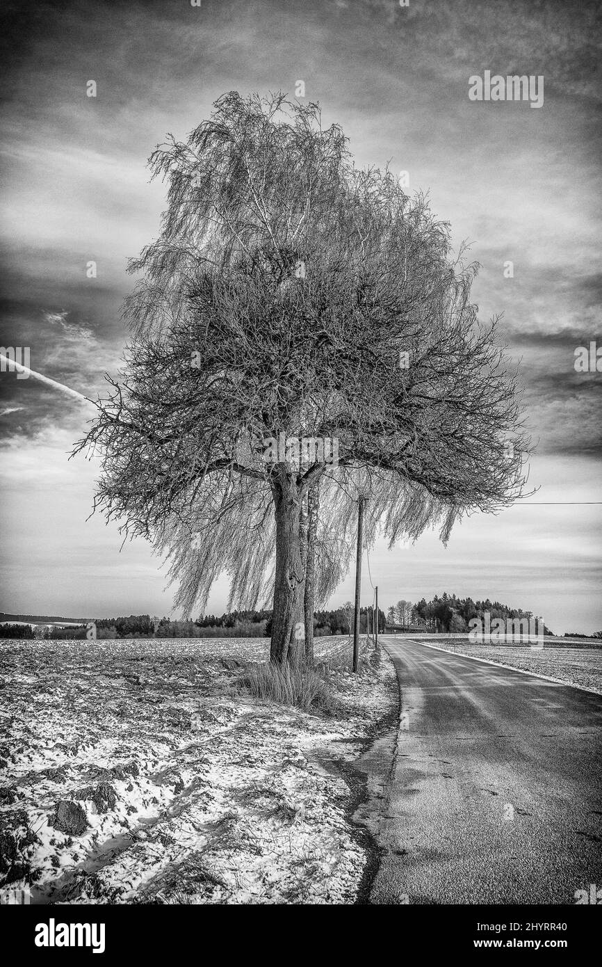 Ein Baum im Winter auf einer Landstrasse - l'albero d'inverno sulla strada - neve, bianco e nero, schwarzweiss, Paesaggio, Landschaft Foto Stock