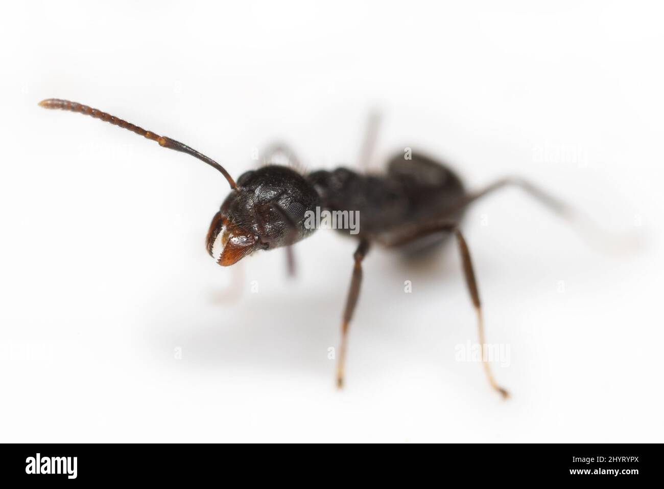 Macro Fotografia di testa e mandibole di Ant nero isolato su sfondo bianco Foto Stock