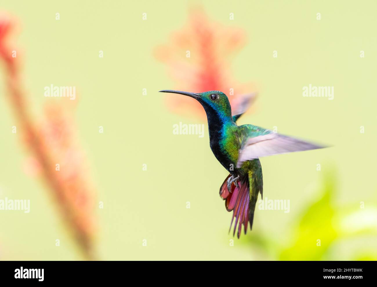 Hummingbird di mango esotico maschile a gola nera, Anthracothorax nigricollis, hovering in volo in una bella posa con uno sfondo di colore chiaro. Foto Stock