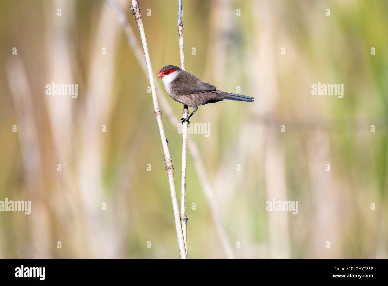 Comune uccello Waxbill, Estrilda astrild, arroccato in canne nella luce del sole a Trinidad e Tobago. Foto Stock