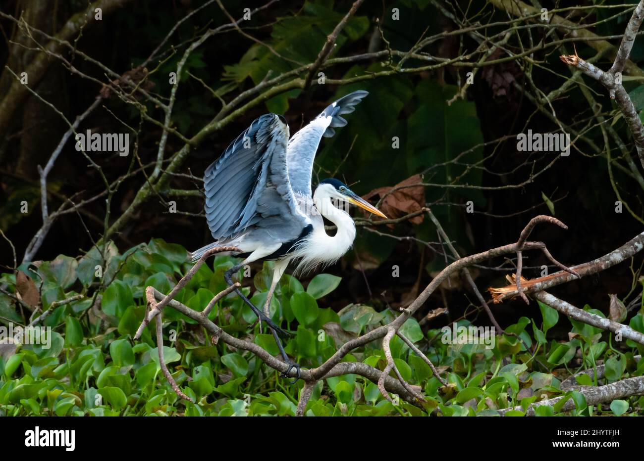 Paesaggio Moody di un Heron Cocoi, ardea Cocoi, atterrando su rami secchi vicino ad un laghetto con le ninfee. Foto Stock