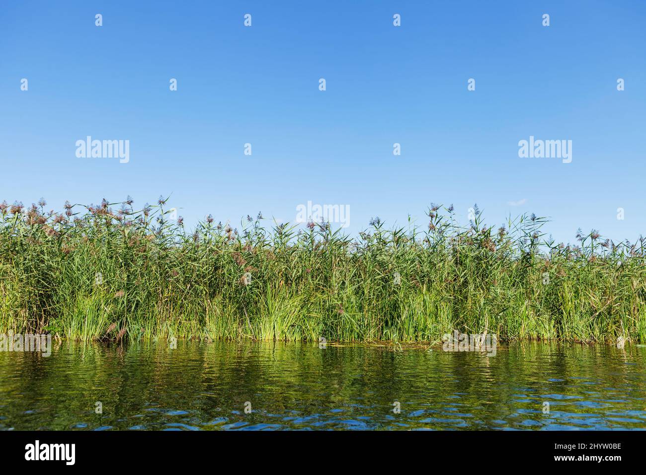 Bulrush verde sulla riva del fiume cristallo sotto il cielo blu chiaro con spazio copia Foto Stock