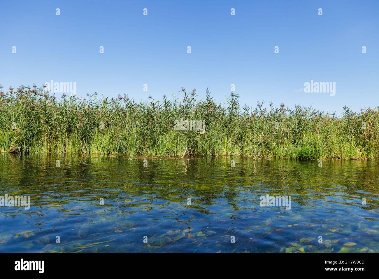 Bulrush verde sulla riva del fiume cristallo sotto il cielo blu chiaro con spazio copia Foto Stock