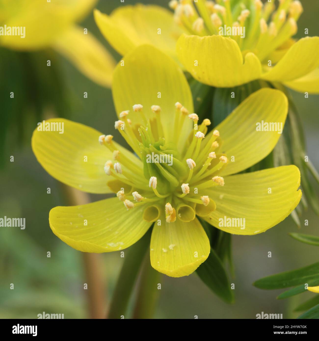 primo piano di un fiore fresco di eranthis iemalis Foto Stock