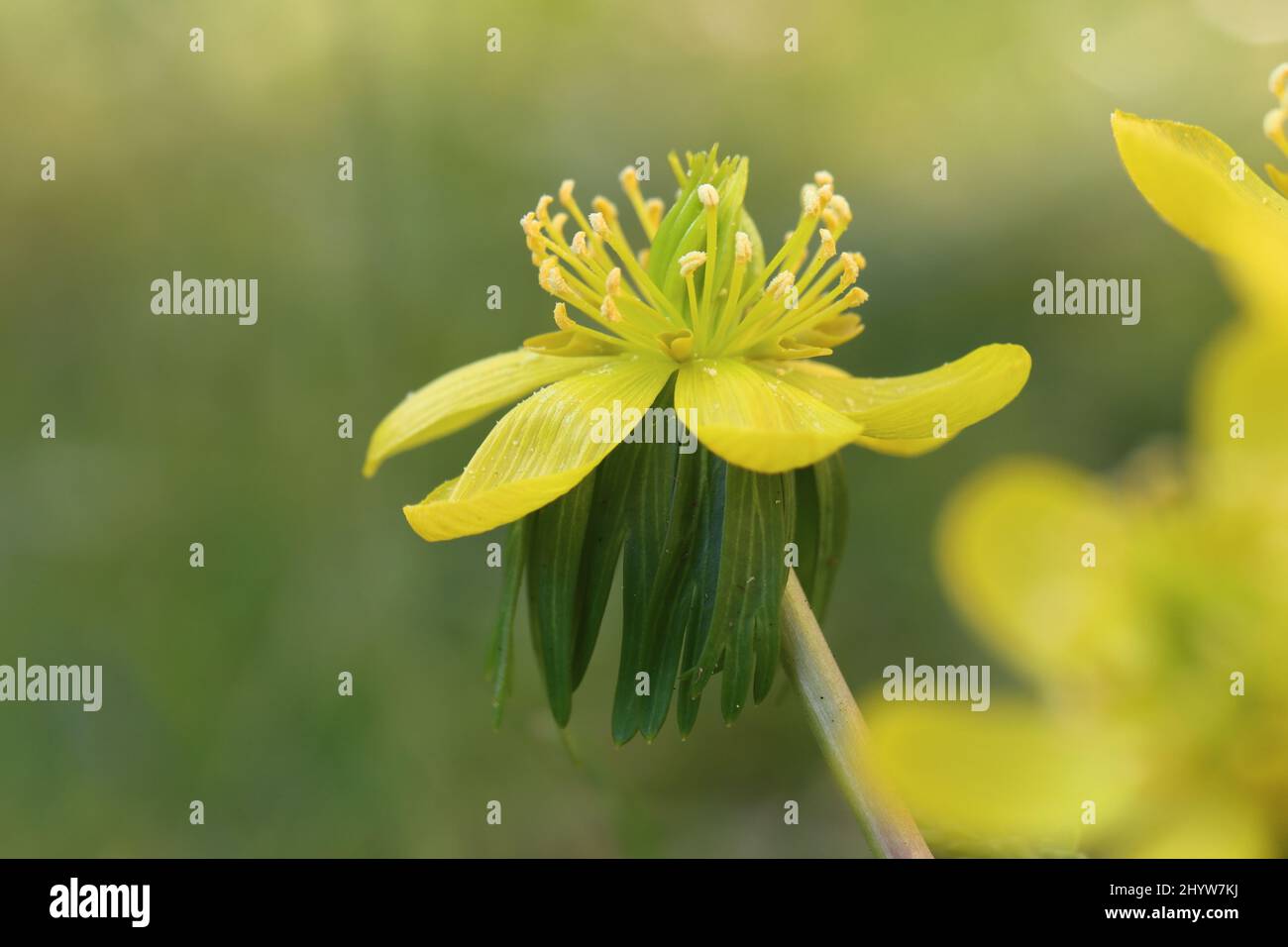 primo piano di una eranthis iemalis contro uno sfondo sfocato naturale, vista laterale, spazio di copia Foto Stock