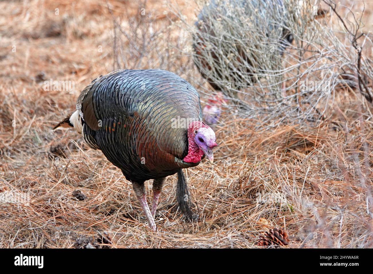 Un tacchino selvatico americano, Meleagris galopavo, un uccello selvatico comune in molti stati Uniti. Questi erano nelle montagne orientali della Cascade di o Foto Stock