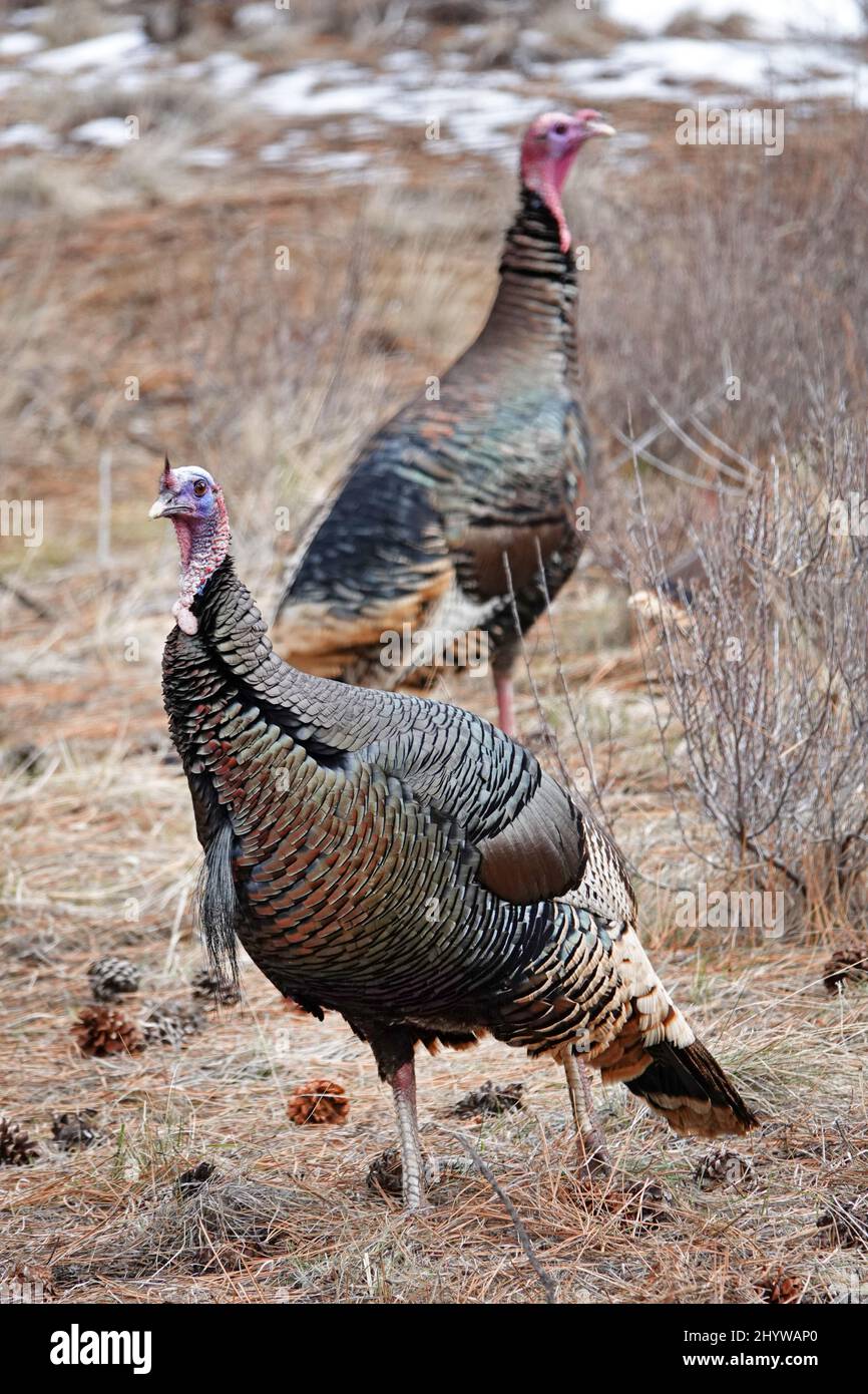 Un tacchino selvatico americano, Meleagris galopavo, un uccello selvatico comune in molti stati Uniti. Questi erano nelle montagne orientali della Cascade di o Foto Stock