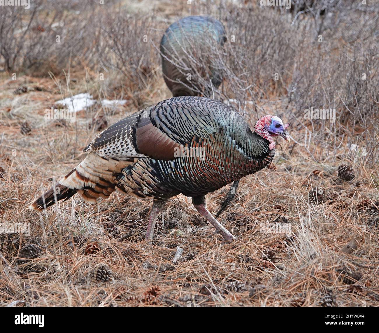 Un tacchino selvatico americano, Meleagris galopavo, un uccello selvatico comune in molti stati Uniti. Questi erano nelle montagne orientali della Cascade di o Foto Stock