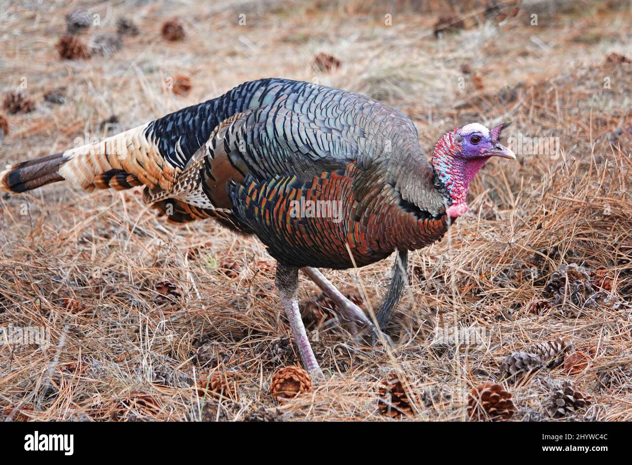 Un tacchino selvatico americano, Meleagris galopavo, un uccello selvatico comune in molti stati Uniti. Questi erano nelle montagne orientali della Cascade di o Foto Stock