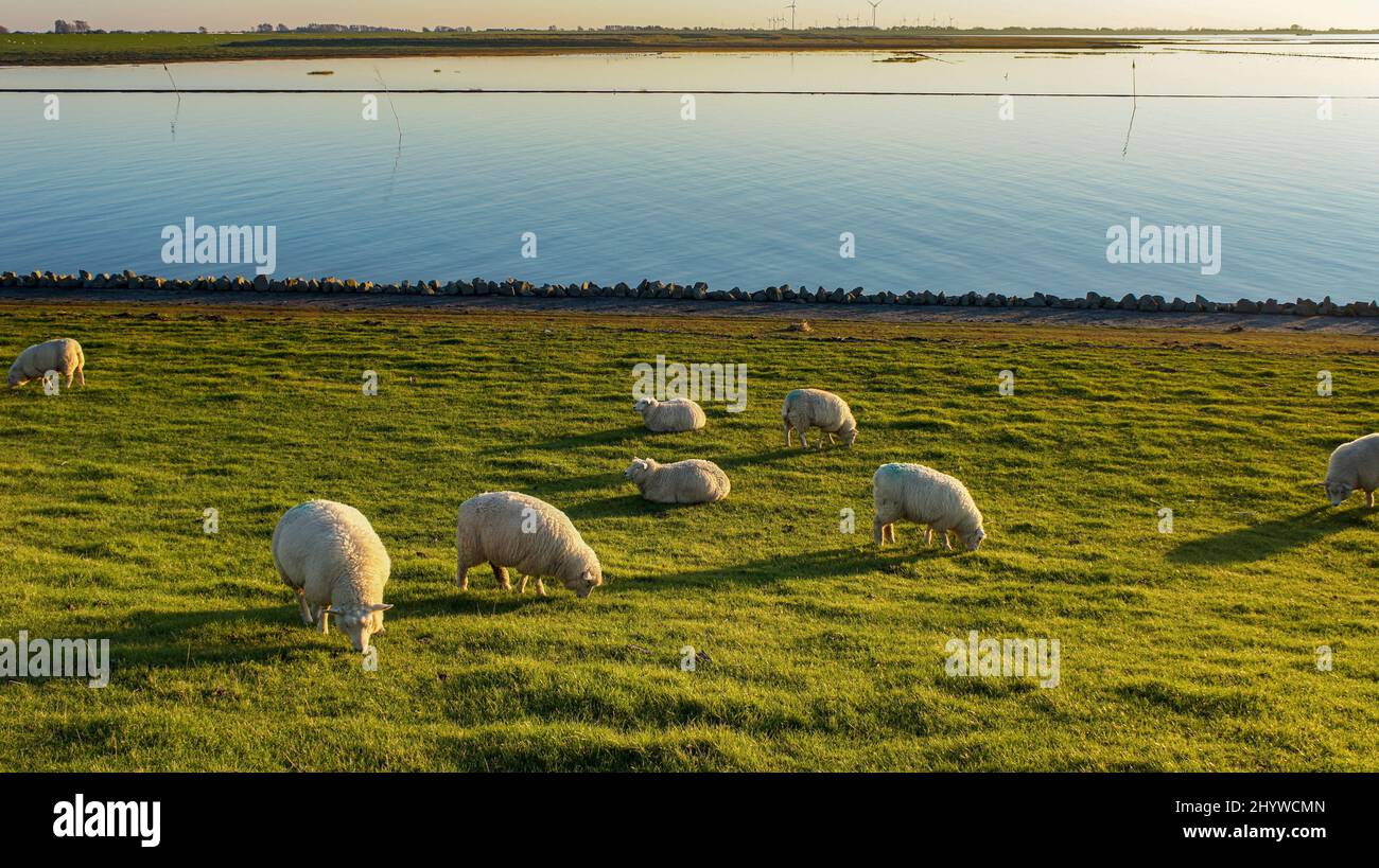 Bel campo con pascolo di pecore in Schleswig-Holstein, Germania Foto Stock