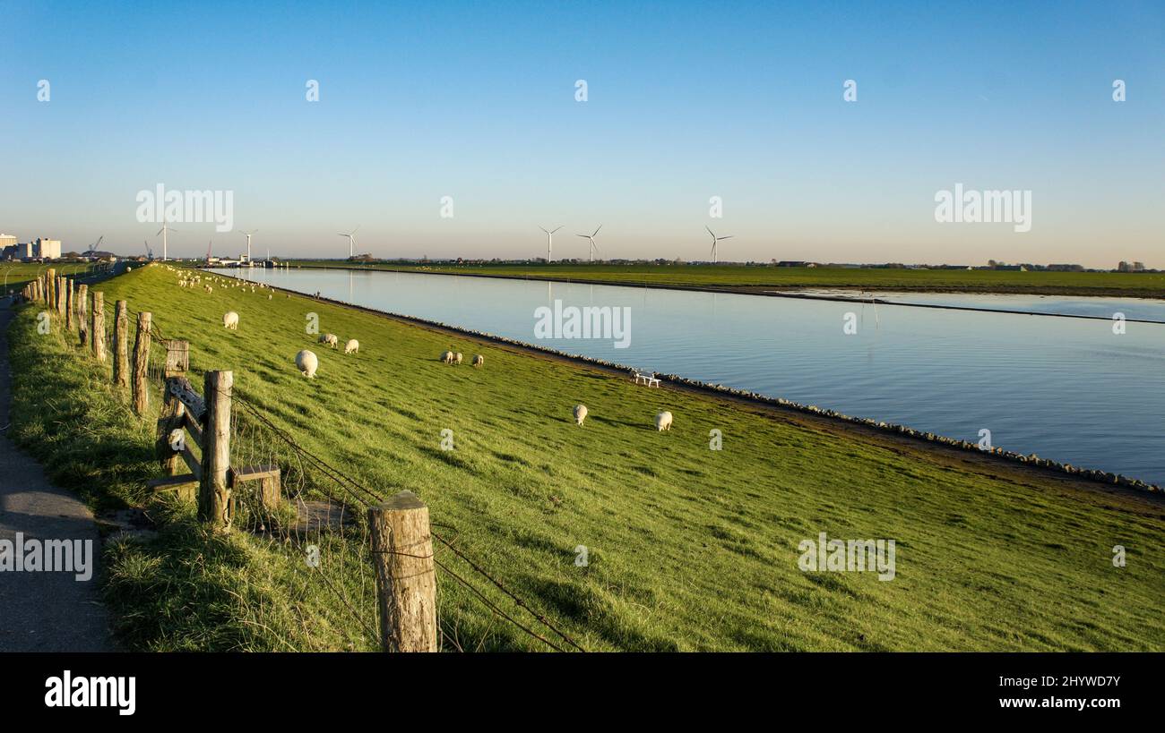 Bel campo con pascolo di pecore in Schleswig-Holstein, Germania Foto Stock