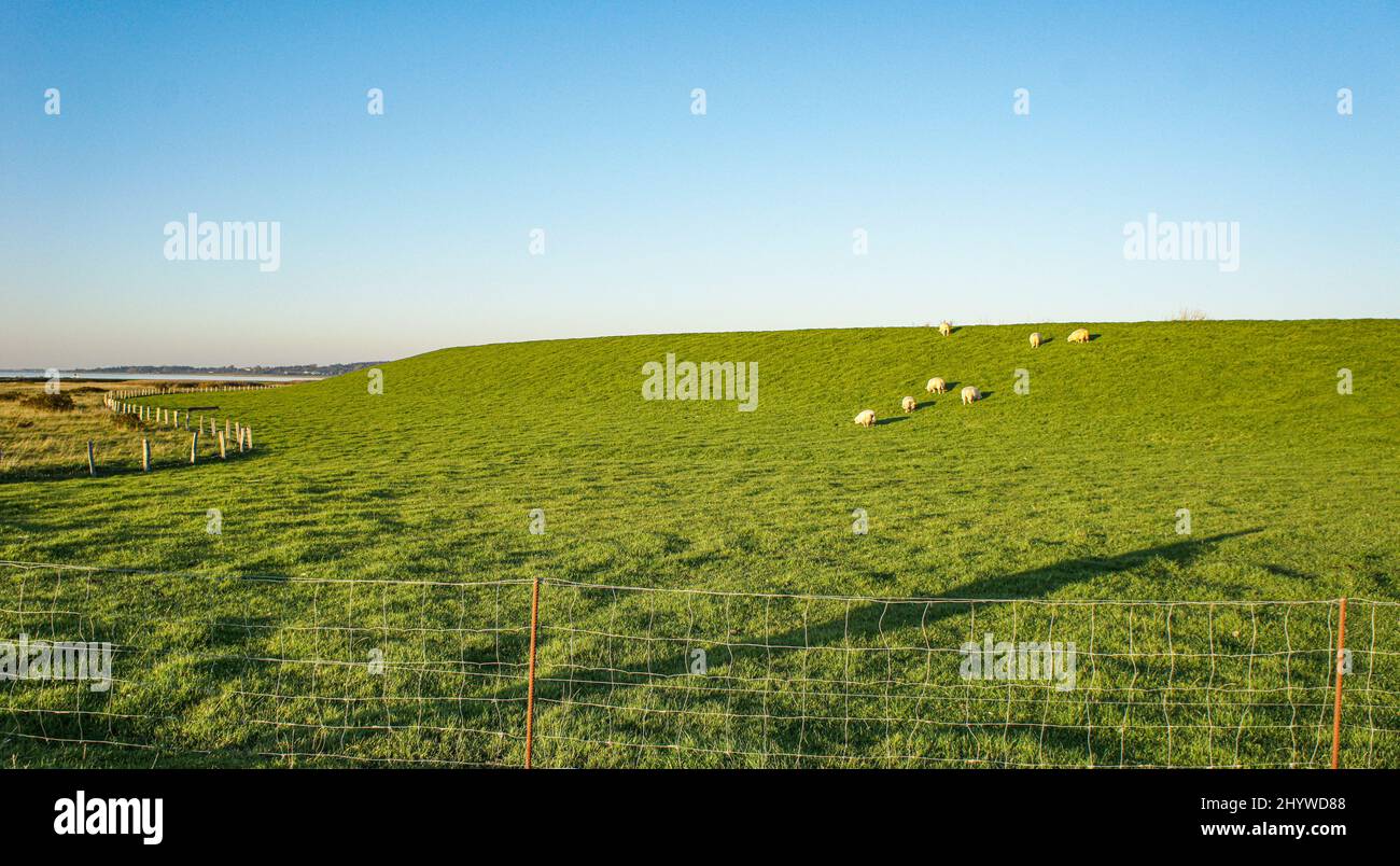 Bel campo con pascolo di pecore in Schleswig-Holstein, Germania Foto Stock