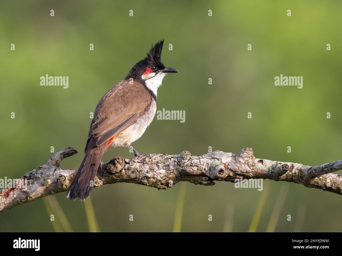 Il bulbul rosso-bisbiglio (Pycnonotus jocosus), o bulbul crestato, è un uccello passerino nativo dell'Asia. Fa parte della famiglia bulbul. Foto Stock