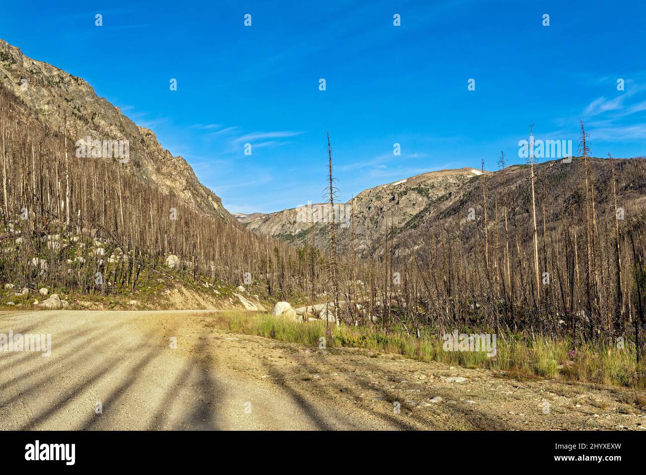 Luce del sole di mattina presto su alberi bruciati nella Custer Gallatin National Forest vicino Red Lodge in Montana, Stati Uniti Foto Stock