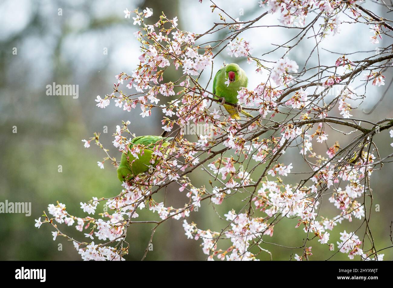 Londra, Regno Unito. 15 marzo 2022. Tempo del Regno Unito – i parakeets ferali si nutrono di boccioli di fiori in un pomeriggio caldo nel St James’s Park. I parakeets ad anello (Psittacula krameri), una specie non migratoria di uccelli nativi dell'Africa e del subcontinente indiano, sono ora comuni in gran parte di Londra e del Sud-Est. Fino alla fine della settimana si prevede un ulteriore periodo di caldo. Credit: Stephen Chung / Alamy Live News Foto Stock