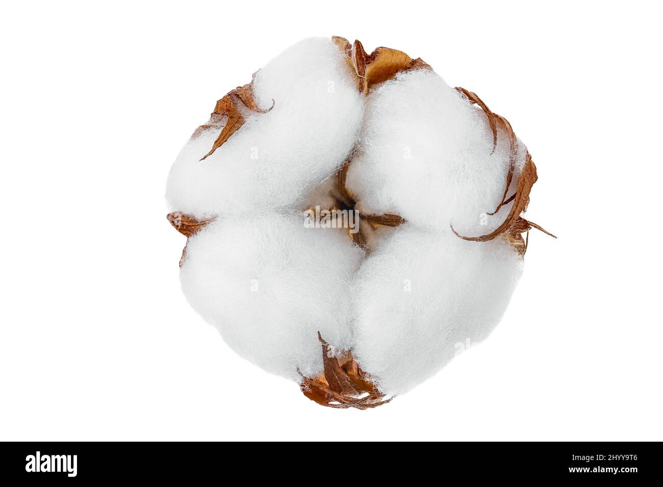 Fiore di piante di cotone isolato su sfondo bianco con percorso di taglio e profondità di campo completa Foto Stock