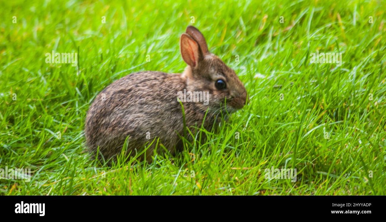 Primavera hs si sprung quando si vede coniglietti hopping intorno nel cortile posteriore Foto Stock