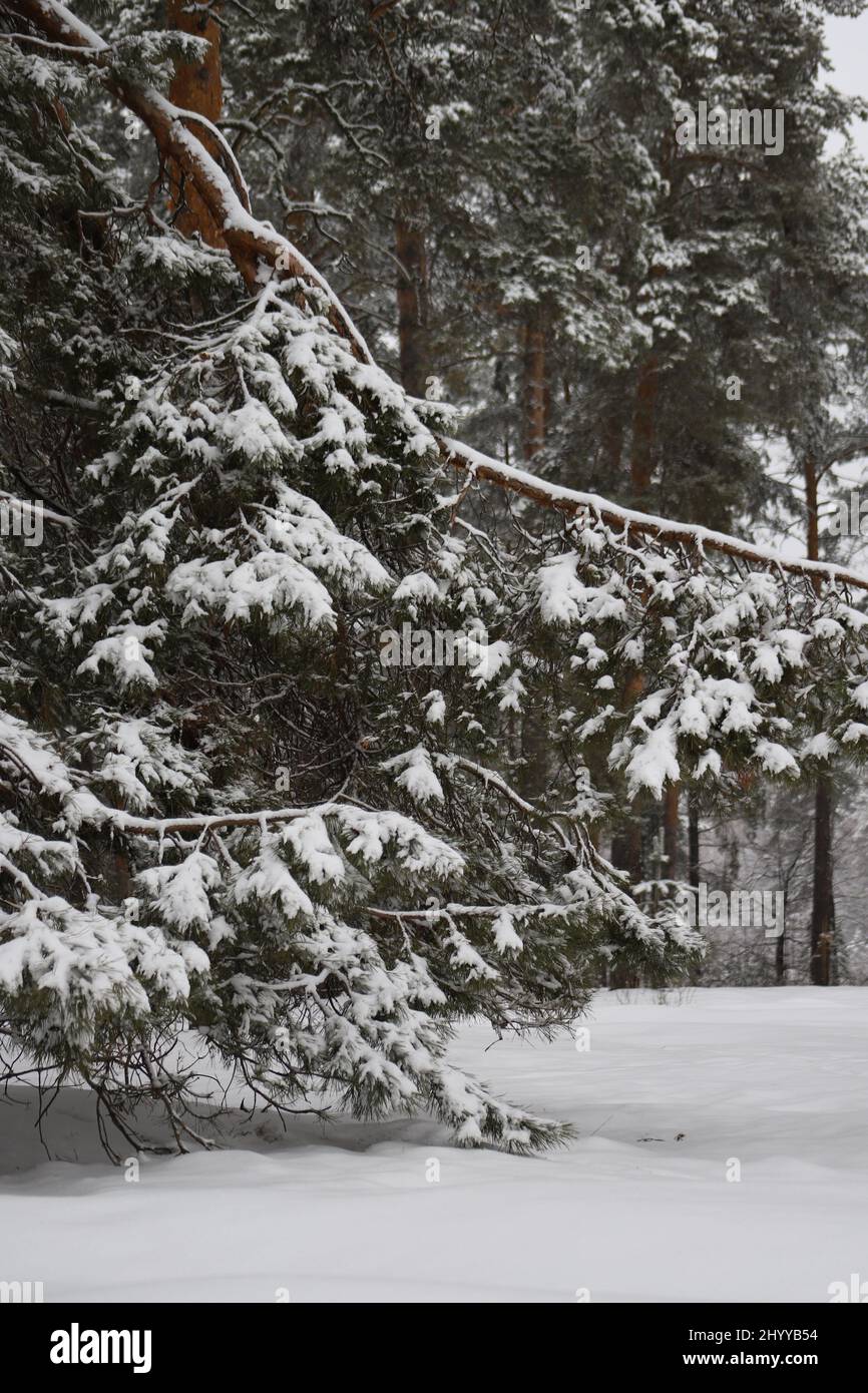 Pineta in nevicata. Paesaggio innevato invernale. Sfondo foresta di neve. Rami di pino soffice coperto di neve bianca in una giornata d'inverno. Fata foresta. Foto Stock