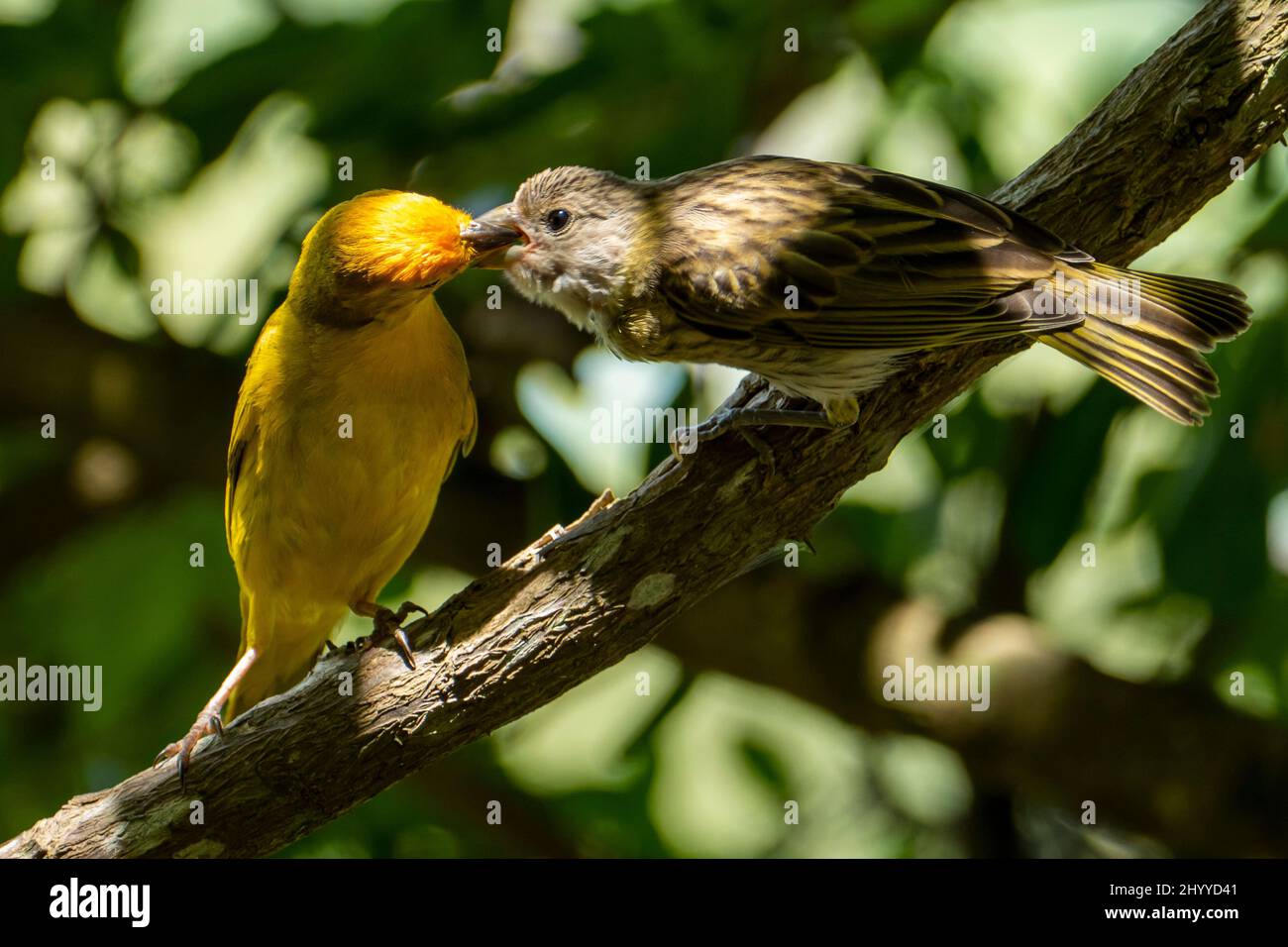 Finch allo zafferano (Sicalis flaveola) che allena l'uccello del bambino anche conosciuto come finch dello zafferano brasiliano Sparrow Finch o canarino giallo Foto Stock