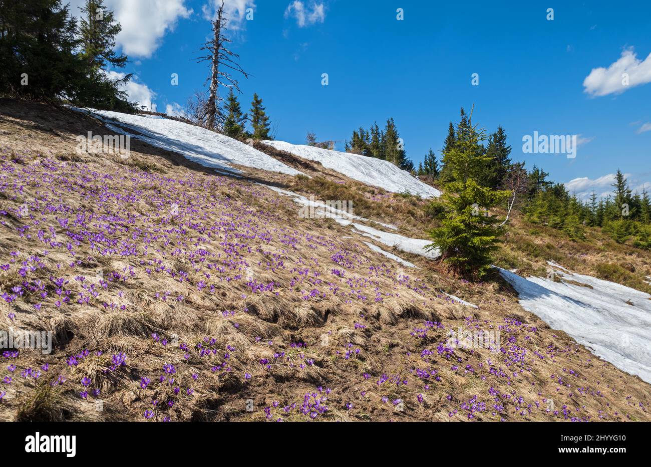 Fiore viola Crocus heuffelianus (Crocus vernus) fiori alpini sulla sorgente altopiano dei Carpazi, Ucraina. Foto Stock