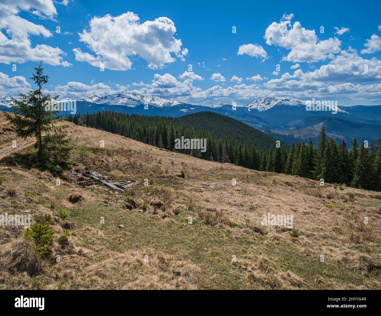 Sentiero escursionistico sulla primavera Carpazi altopiano di montagna, Ucraina. Foto Stock