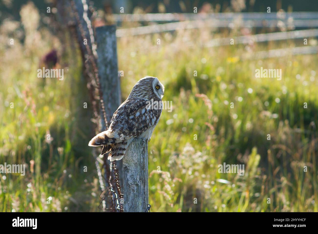 Gufo dalle orecchie corte sul fencepost Foto Stock