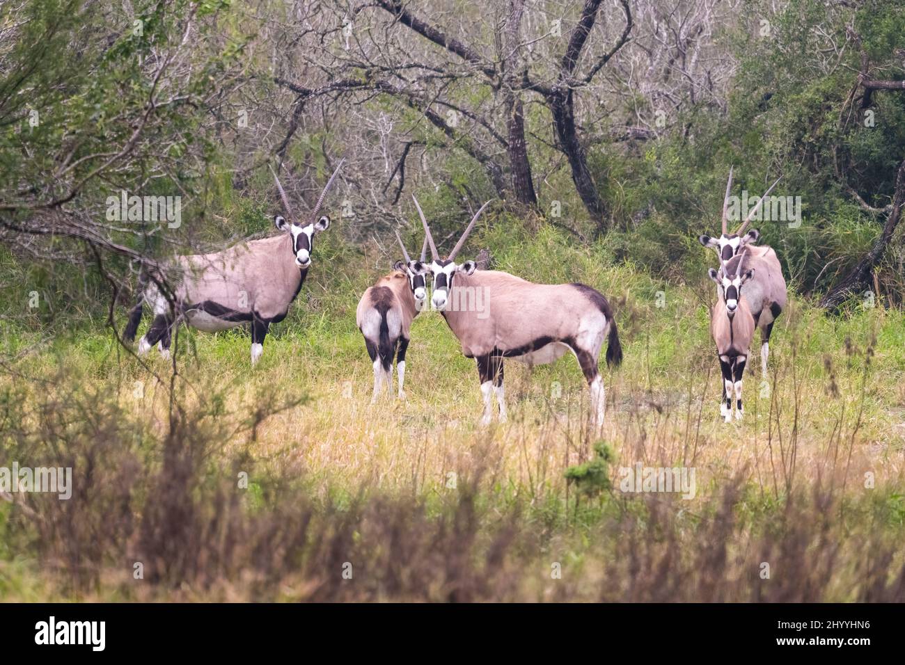 Gemsbok o Oryx sudafricano, Oryx gazella, roaming gratuito in una riserva privata di 800 acri nel Texas del sud, Stati Uniti. Foto Stock