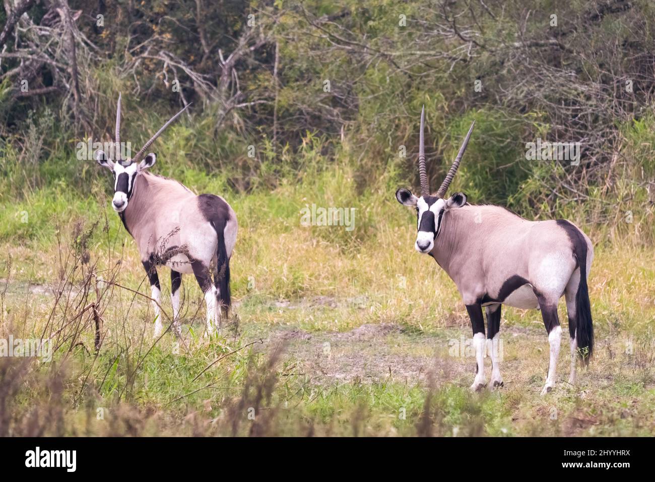 Due gemsbok o Oryx sudafricano, Oryx gazella, roaming gratuito in una riserva privata di 800 acri nel Texas del sud, Stati Uniti. Foto Stock