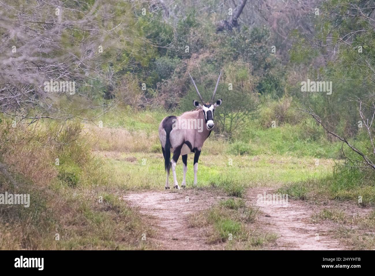 Un gemsbok o Oryx sudafricano, Oryx gazella, roaming gratuito in una riserva privata di 800 acri nel Texas del sud, Stati Uniti. Foto Stock