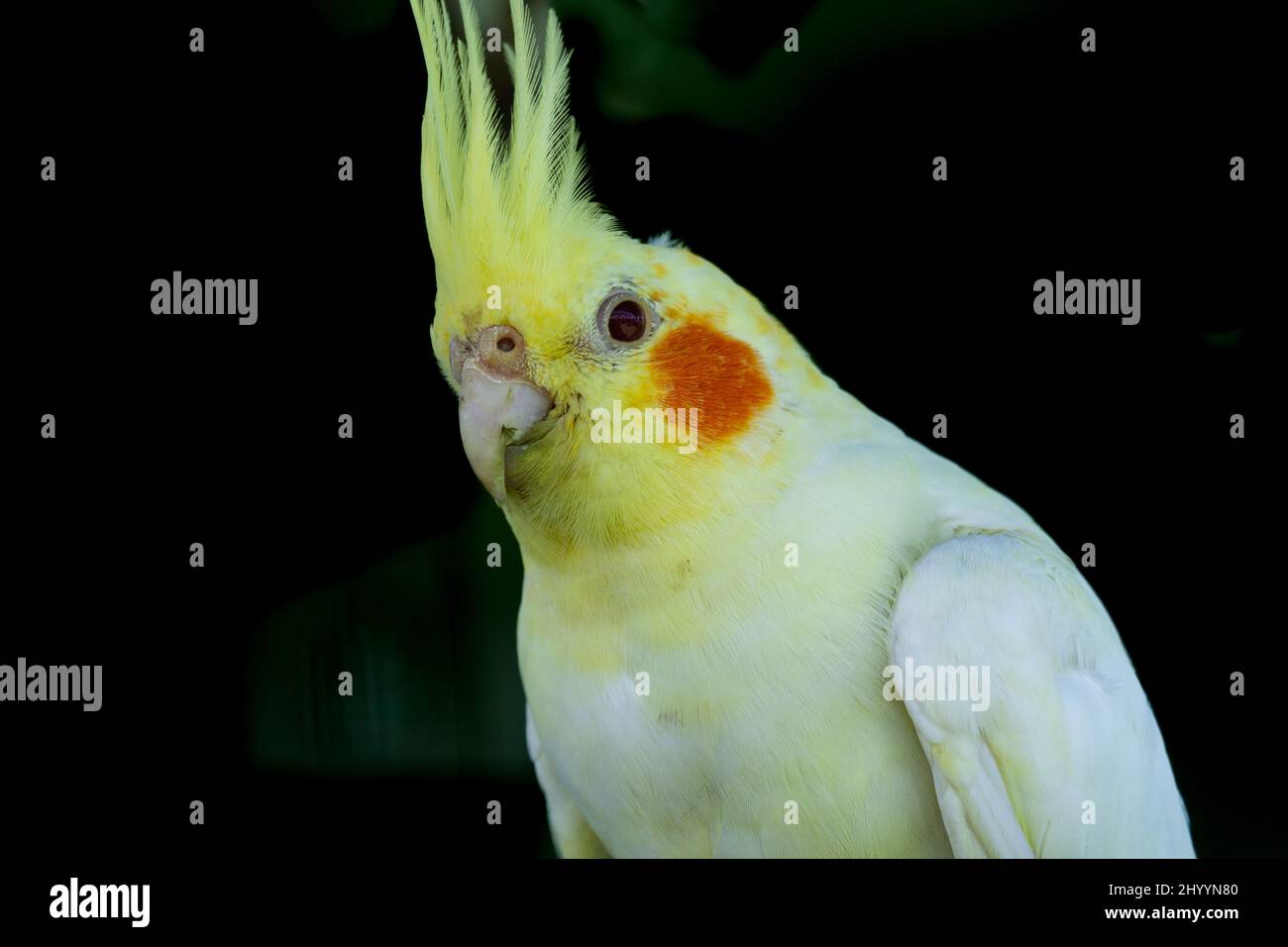 Ritratto in cockatiel bianco e giallo su sfondo nero. Foto Stock