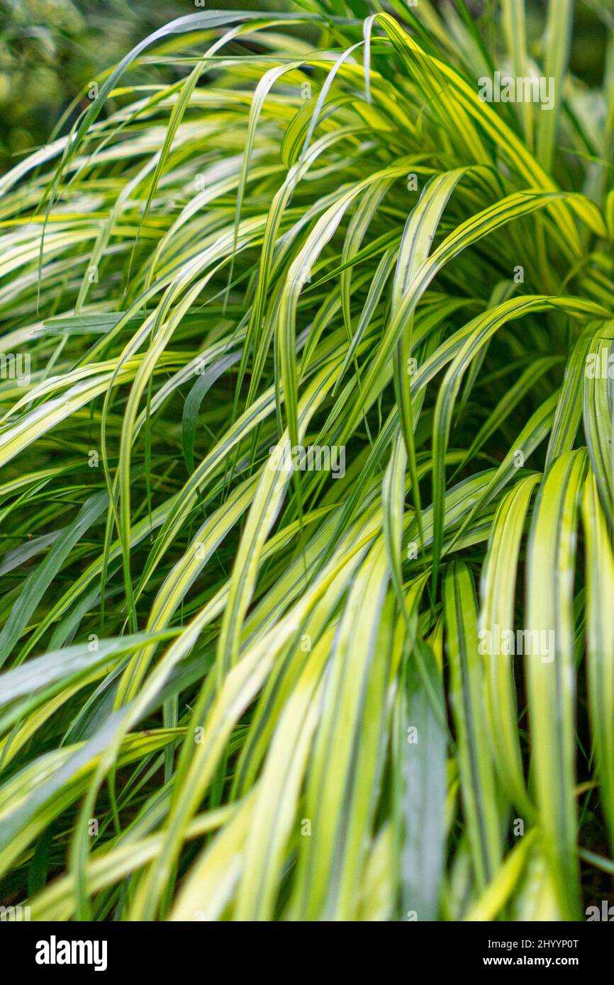 Molte sfumature di verde in un piccolo giardino lussureggiante Foto Stock