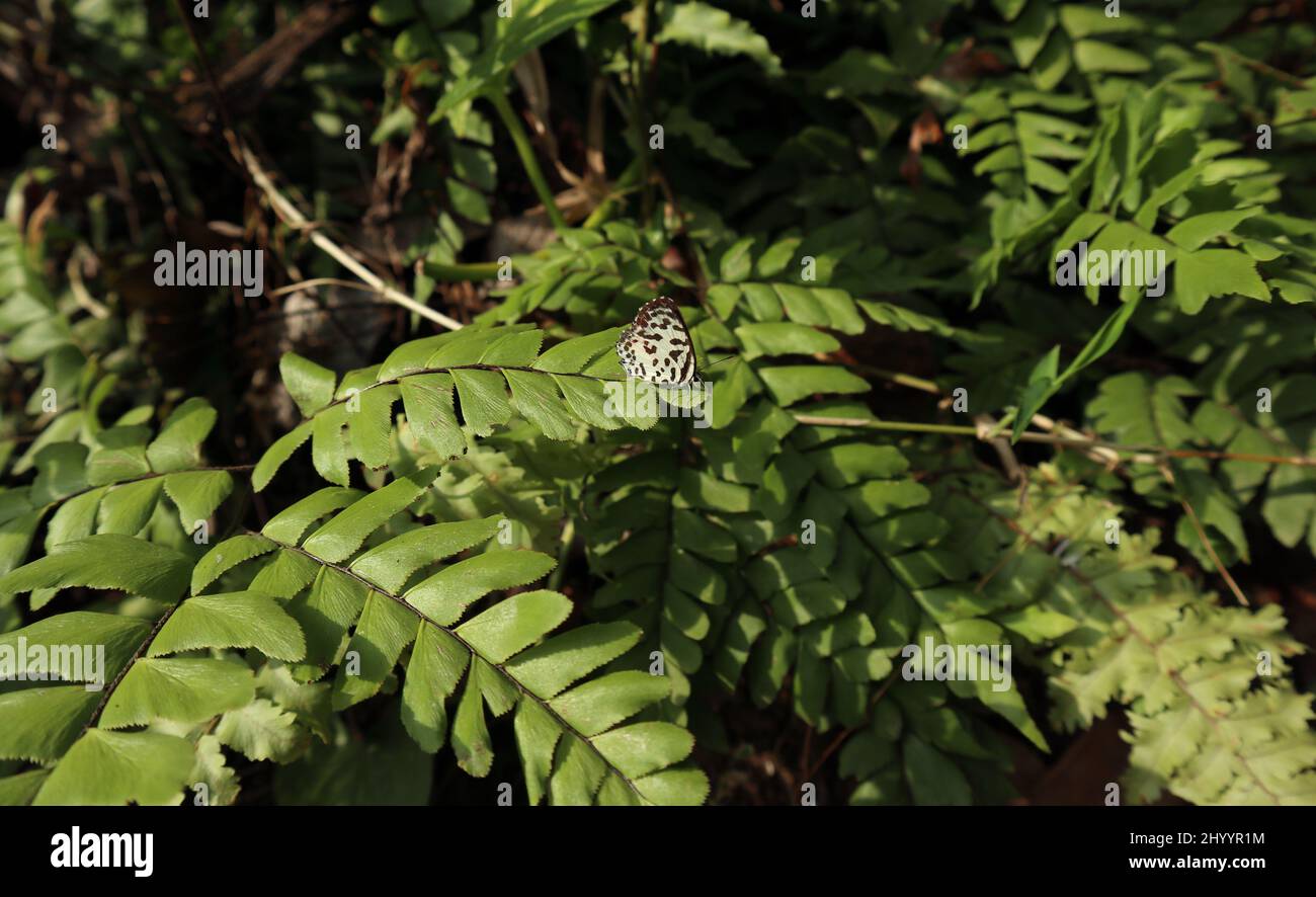 Una farfalla comune Pierrot riposo sopra un foglio di felce alla luce del sole Foto Stock