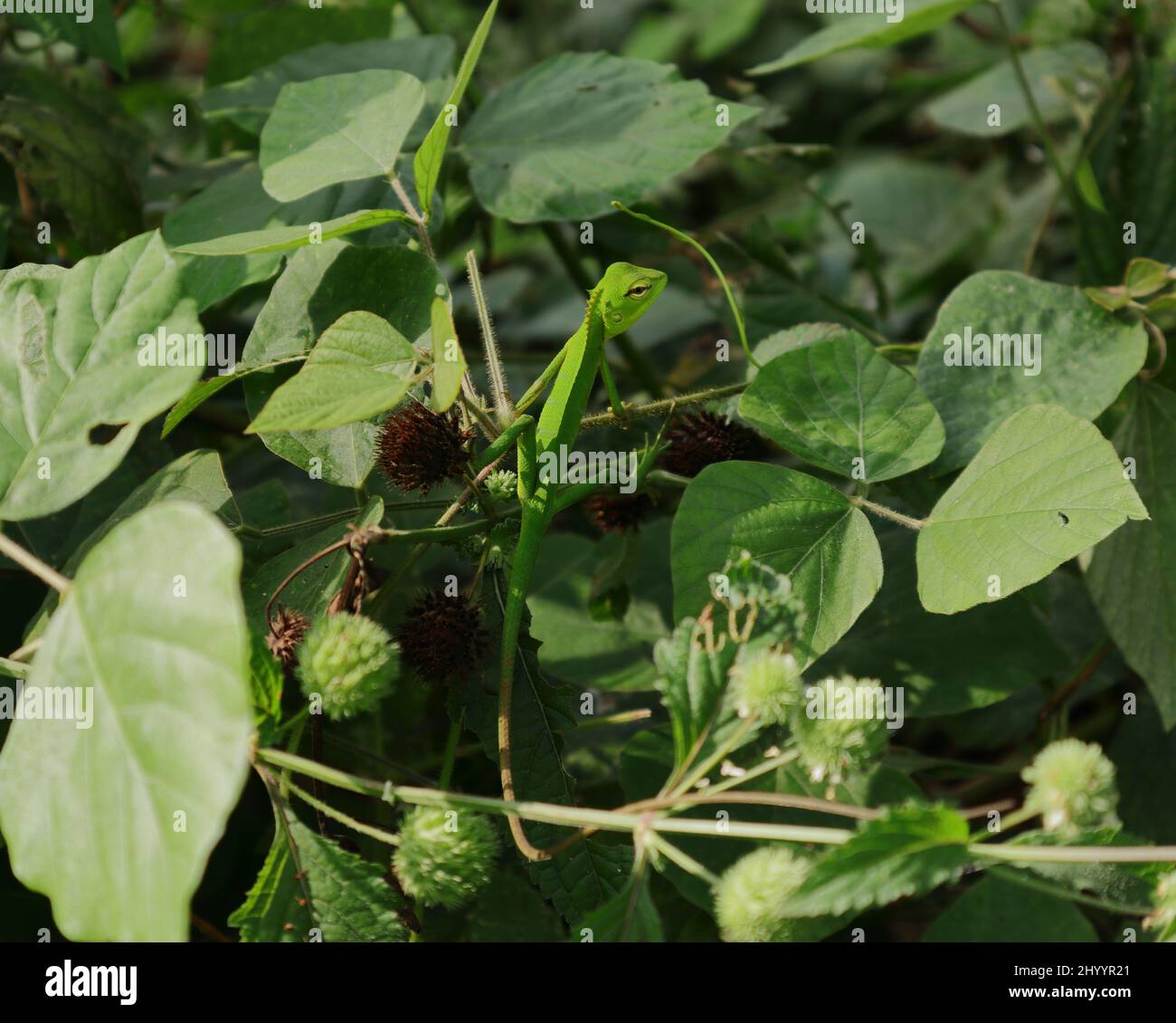 Una giovane lucertola verde in cima a un cespuglio selvaggio e fissando la fotocamera Foto Stock