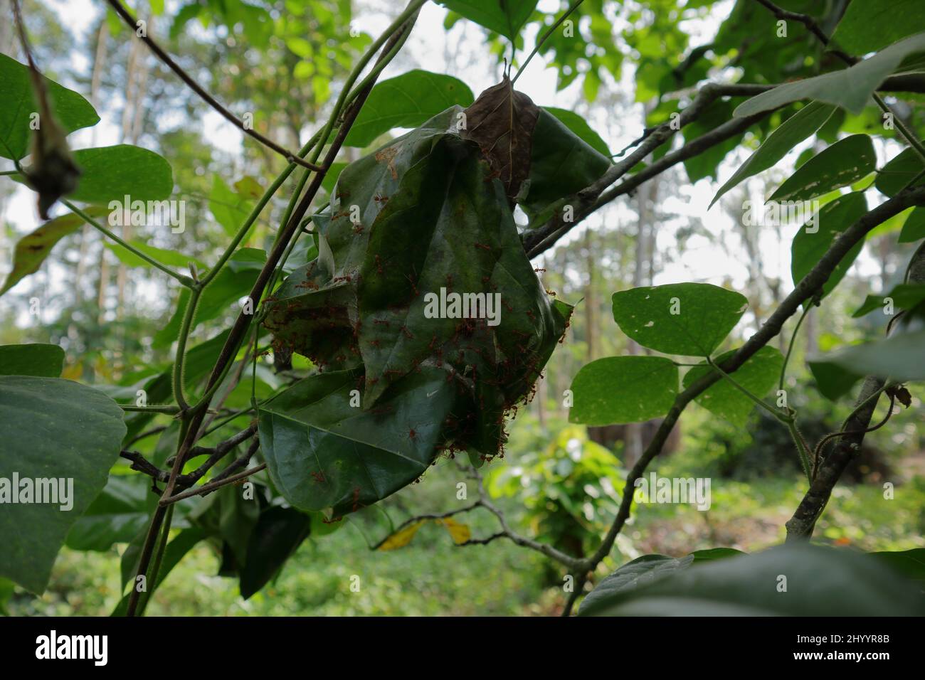 Un grande nido di formiche rosse fatto da un sacco di foglie piegate dei pochi rami di una pianta selvaggia Foto Stock