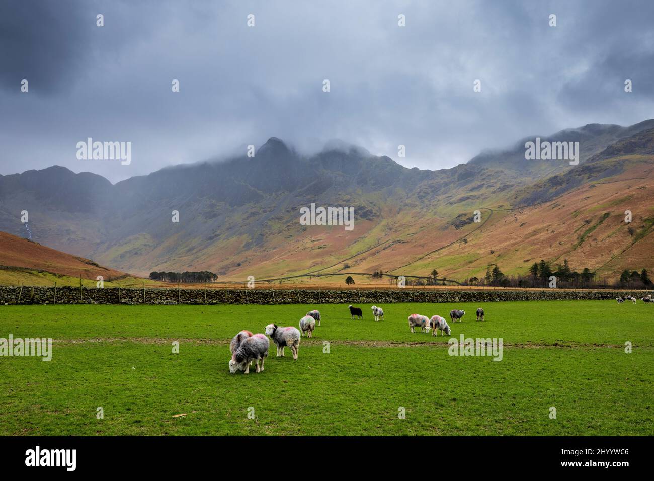 Herdwicks e Hay Stacks nel Buttermere Fells, Lake District, Inghilterra Foto Stock