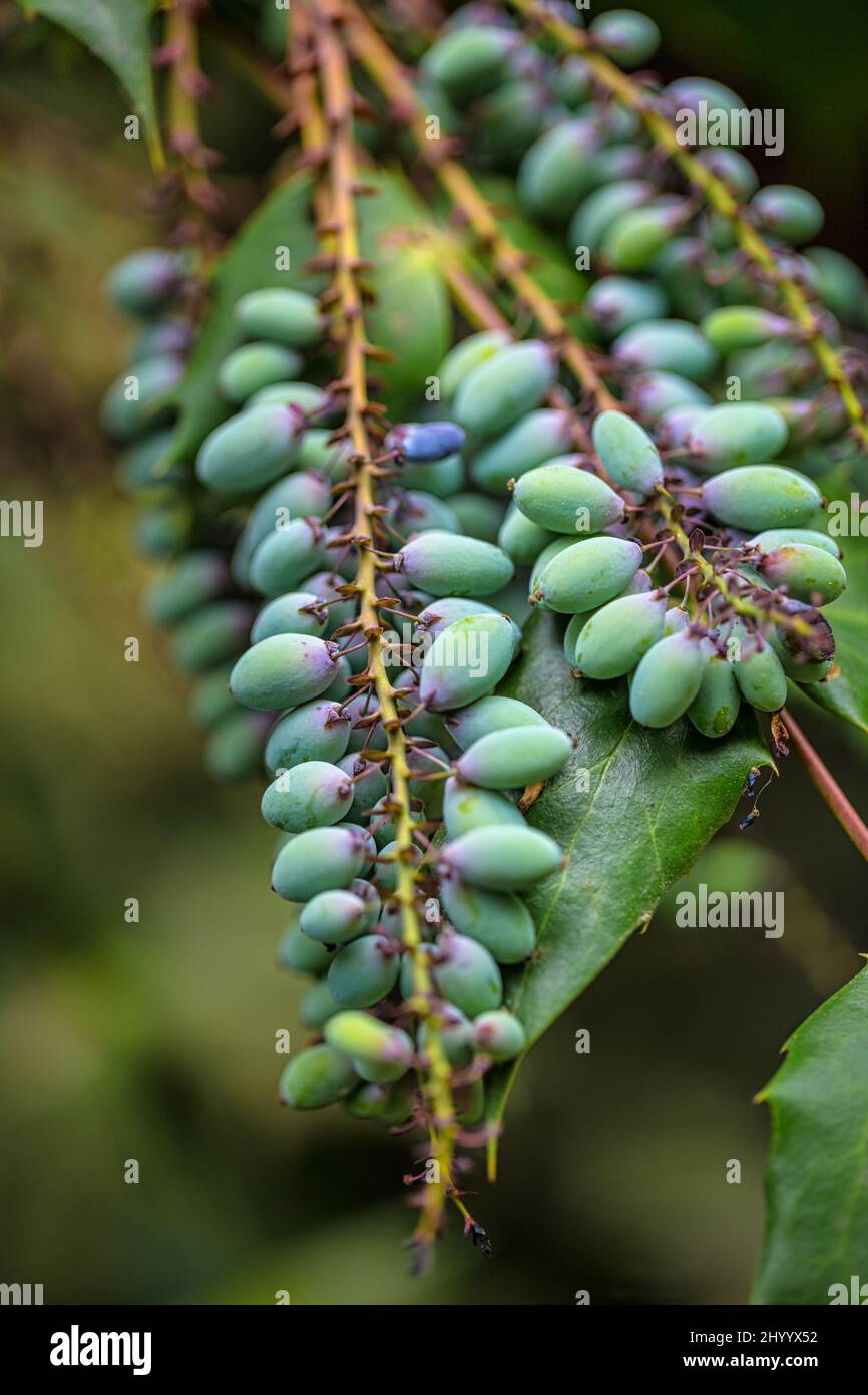 Mahonia aquifolium, l'uva Oregon, pianta in primo piano su uno sfondo sfocato. Foto Stock