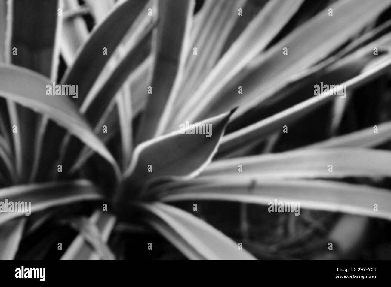Immagine sfocata di foglie bianche e nere su sfondo naturale scuro. Fuoco selettivo sul modello di natura. Foto Stock