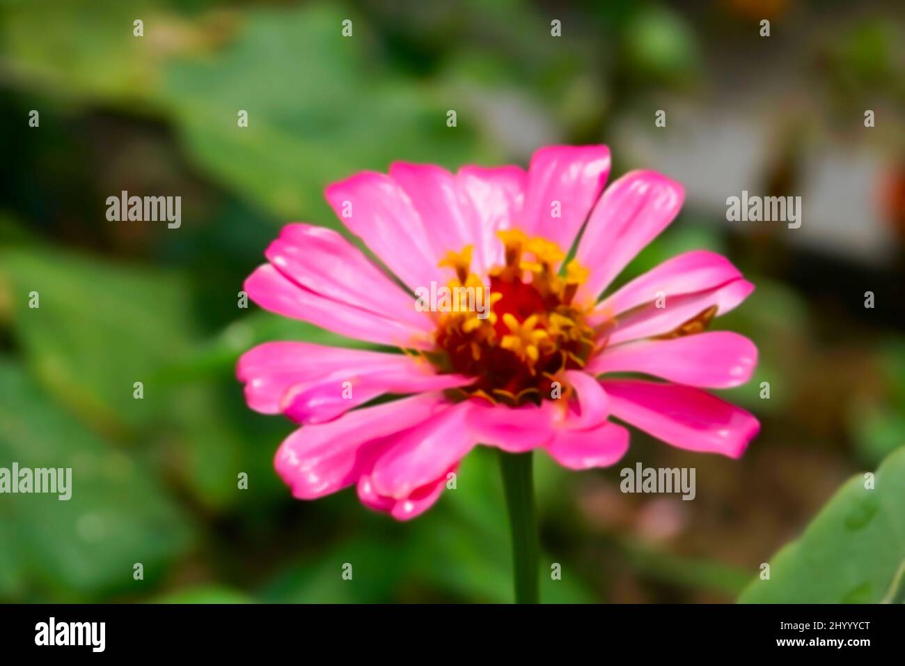 Immagine sfocata del fiore di Zinnia , tipo di girasole , Heliantheae, famiglia Asteraceae sta crescendo in un giardino di casa. Filtro acquerello applicato in post. Foto Stock