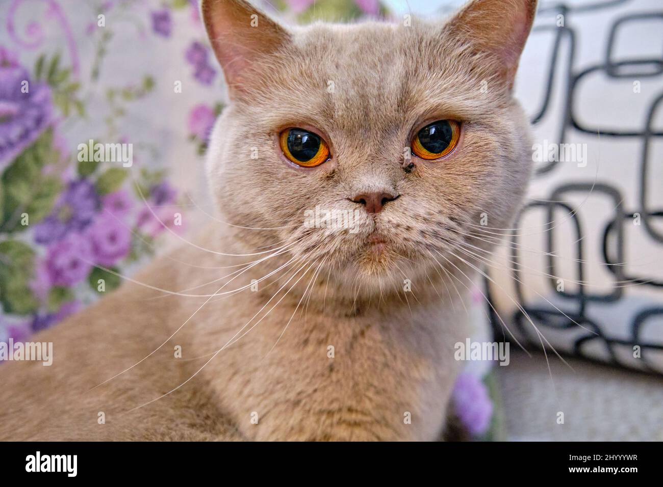 Cucina stra immagini e fotografie stock ad alta risoluzione - Alamy