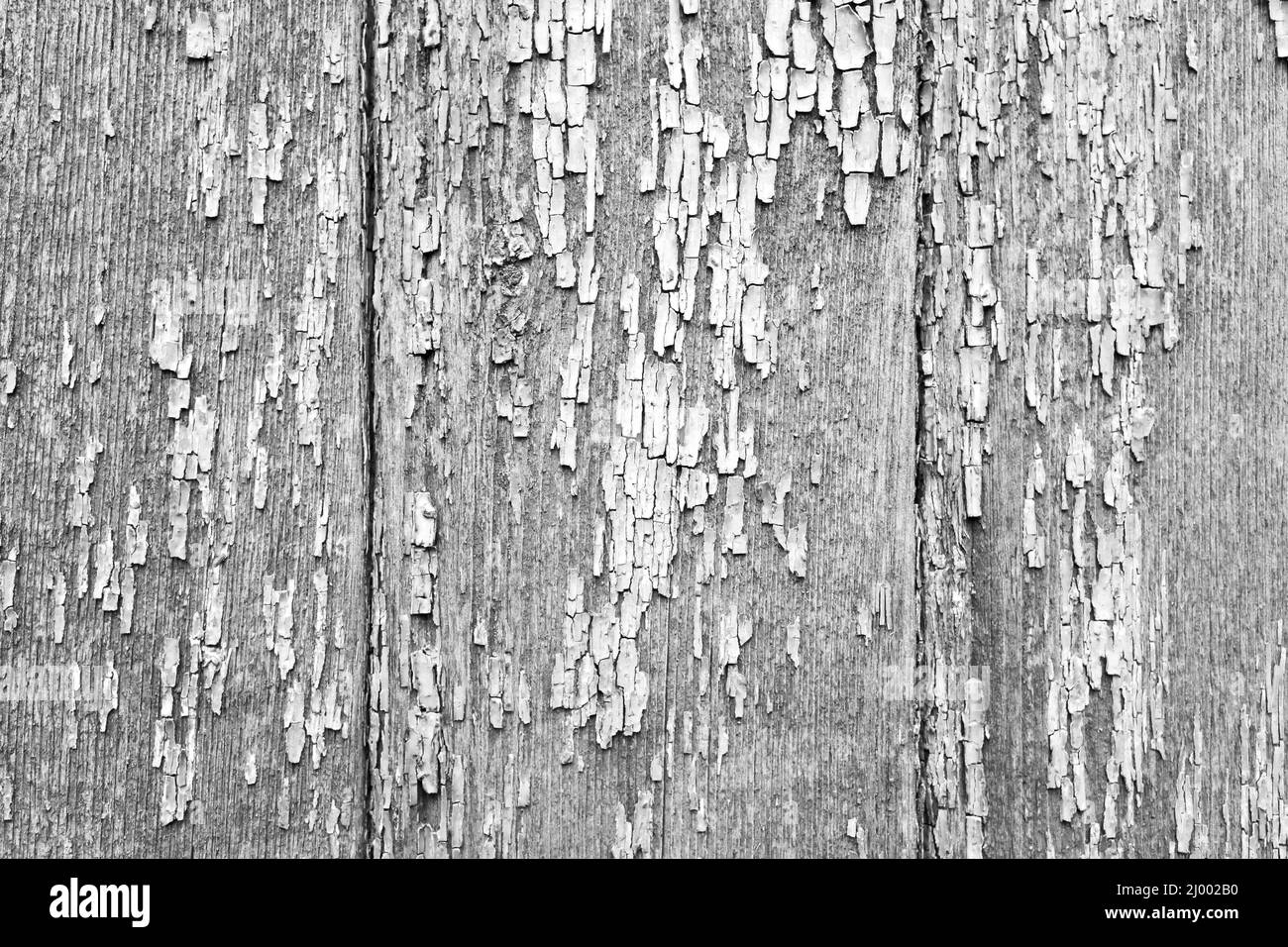 Vecchia parete di legno grungy con vernice bianca peeling, texture foto di sfondo Foto Stock