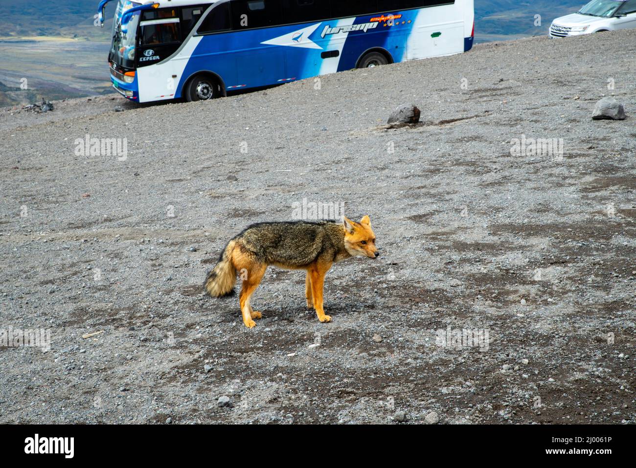 Foto di una volpe andina selvaggia (Lycalopex culpaeus) nel parcheggio del Refugio, Parco Naitonale Cotopaxi, Latacunga, Cotopaxi, Ecuador. Foto Stock