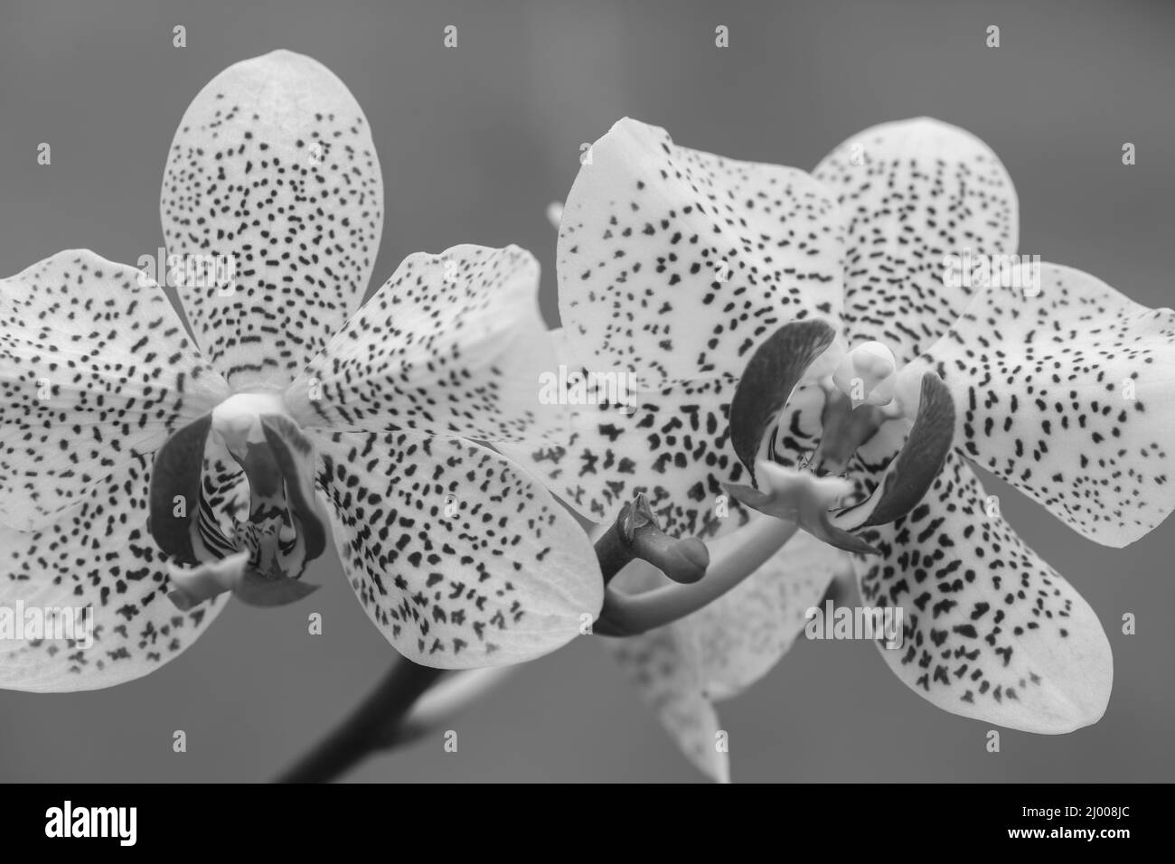 Foto in bianco e nero di un sole Florida orchidee in fiore Foto Stock