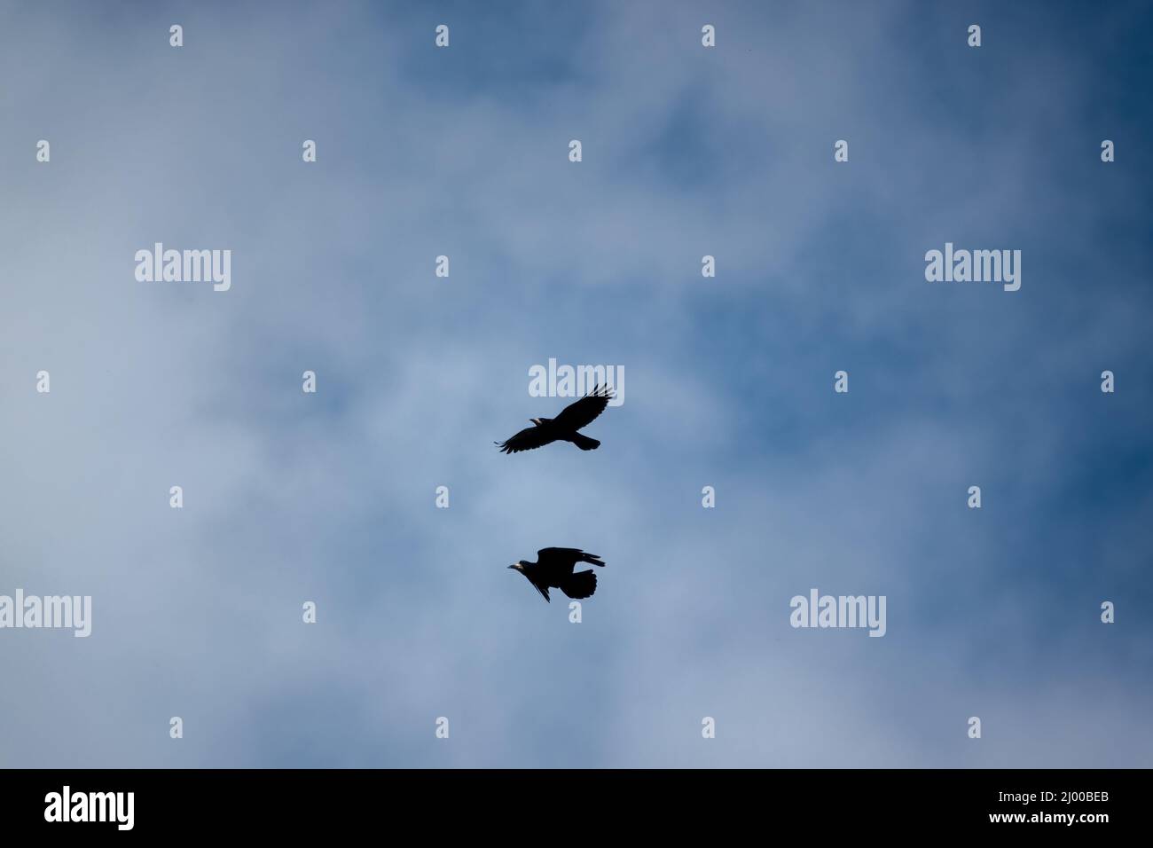 Un paio di gabbie (Corvus frugilegus) in volo stretto sotto un cielo blu grigio Foto Stock