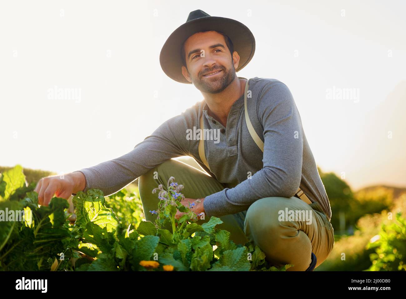 Tempo di qualità con i suoi raccolti. Sparato di un giovane che tende alle colture in una fattoria. Foto Stock