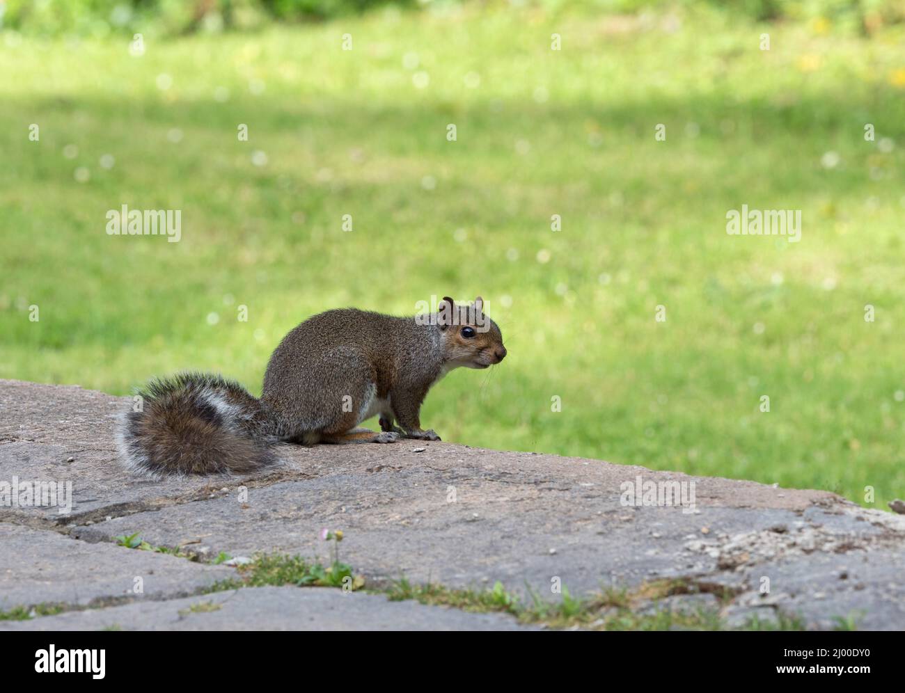Gray Squirrel, Sciurus carolinensis, singolo adulto a parete in giardino, Pembrokeshire, Galles, Regno Unito. Foto Stock