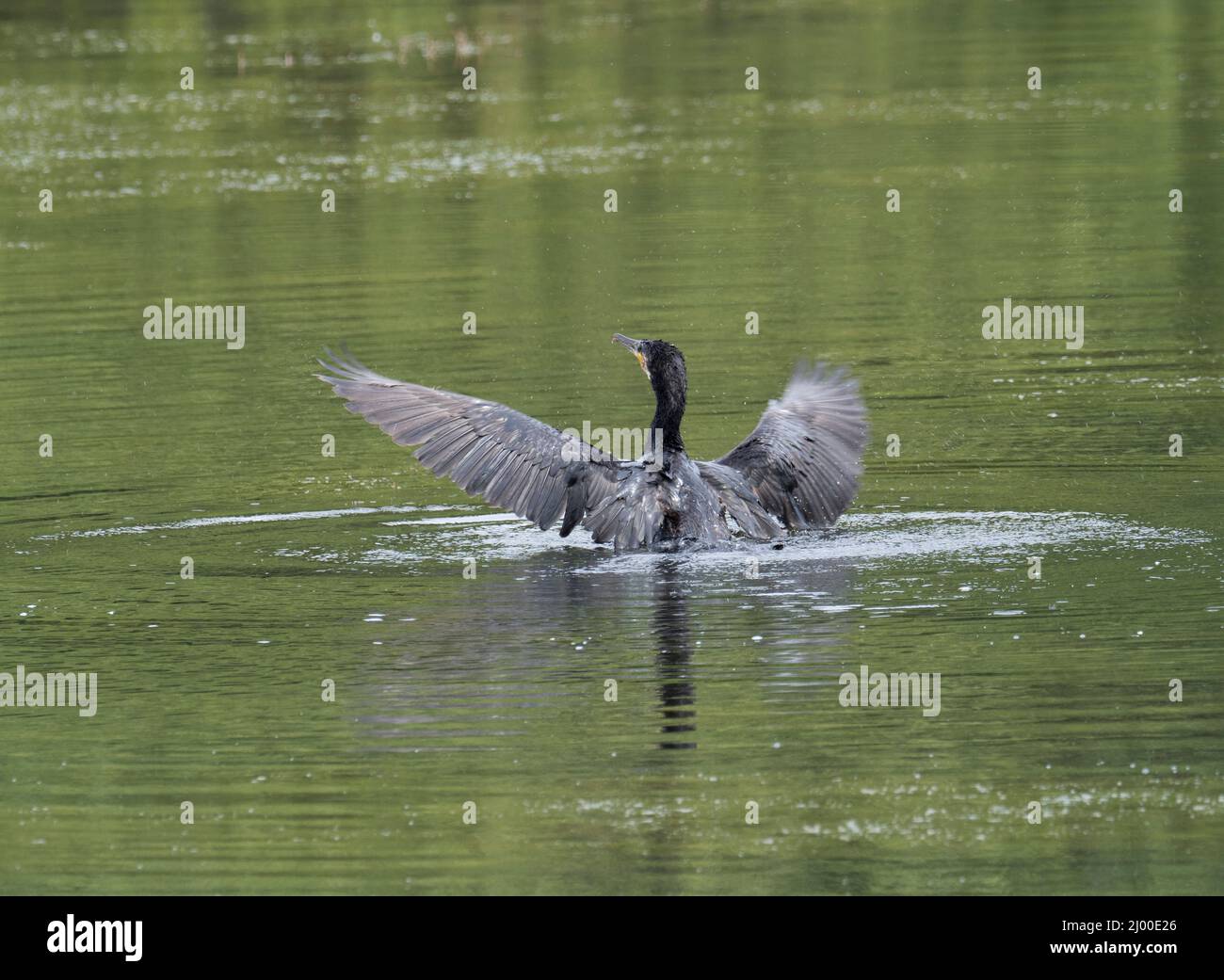 Cormorant, Phalacrocorax carbo, adulto singolo, Bosherton Lily Ponds, Pembrokeshire, Galles, Regno Unito. Foto Stock