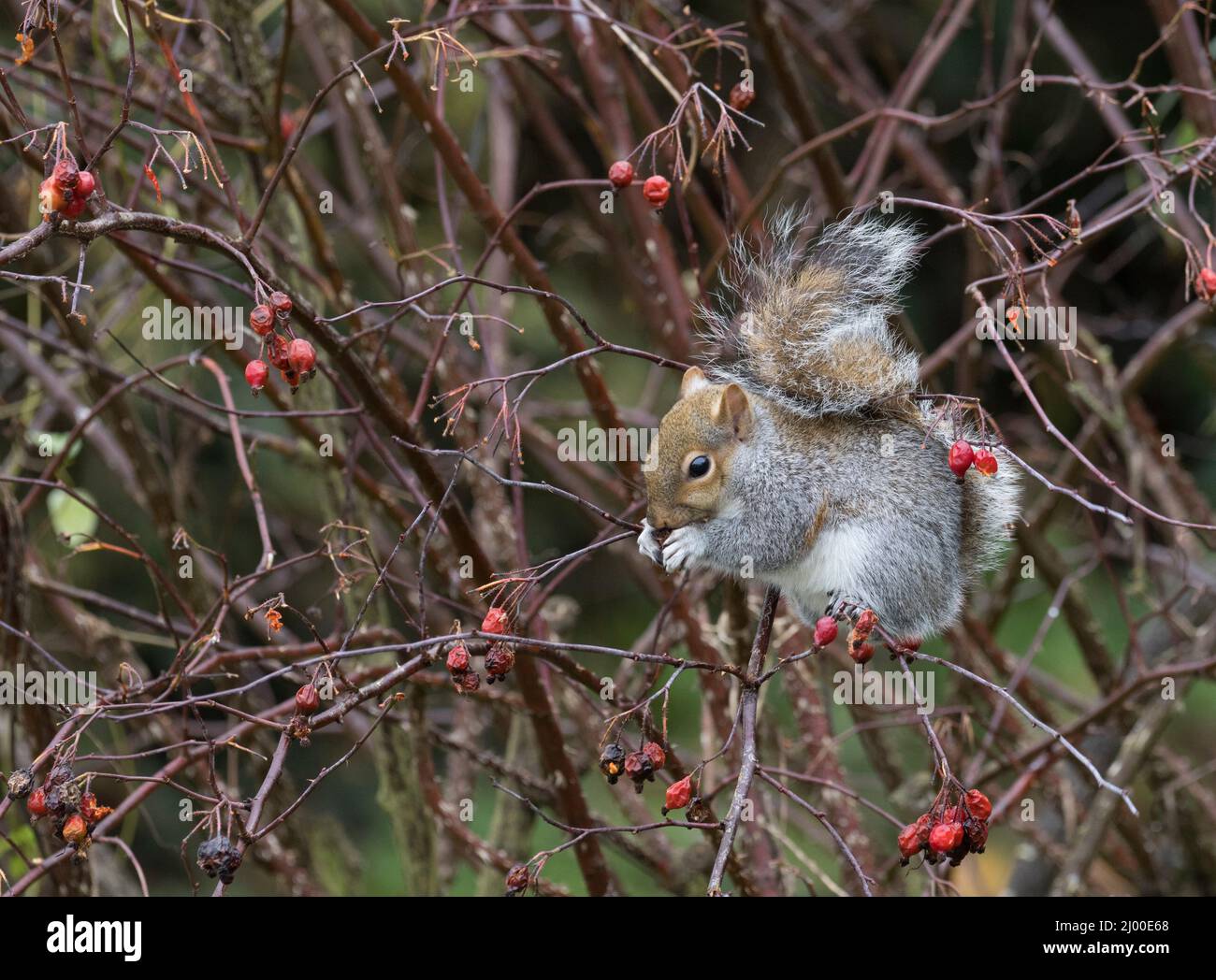 Scoiattolo grigio, Sciurus carolinensis, singolo adulto che si alimenta con fianchi di rose, Worcestershire, Regno Unito. Foto Stock