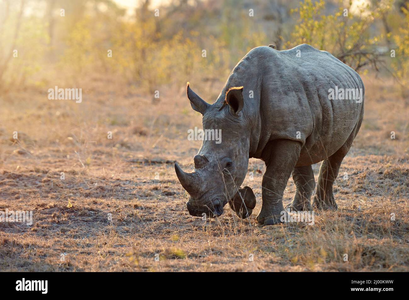 Ricarica in corso. Sparo a tutta lunghezza di un rinoceronte in natura. Foto Stock